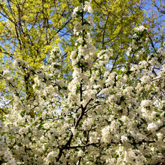 A Distant Murmur (Wingshredder feat. telefan)