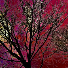 Wrong 1 [p. zukobain]