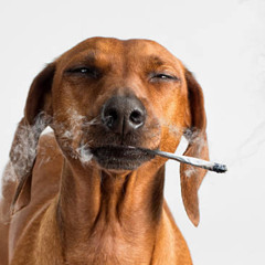 FUGA ALUCINADA - DJ GUSTOMARES