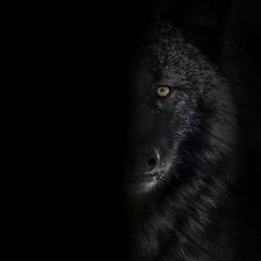 Wolve.Z - Dark Bounce [Type Beat] - Shoreline Mafia x Li Rye  x Ohgeesy x EBK Jaaybo