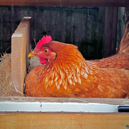 False Wing (Demo)