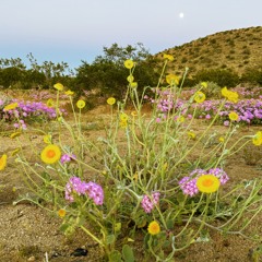 Music Curation Project: Indie Dance Custom Mix II