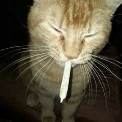 Cocaine on Her Jewels