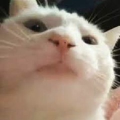 🐱‍👤🐱‍👤