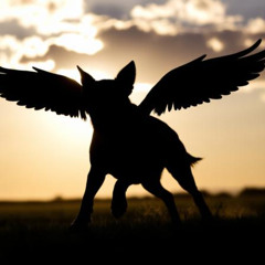 My good boy(I'll see you again)