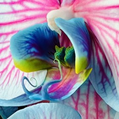 Emois de la création