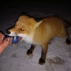 fox. @chrome @низкий
