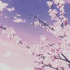 cherry blossom