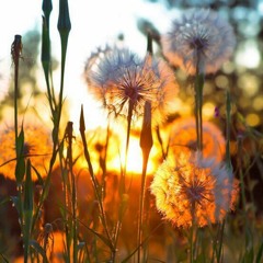 DANDELIONS