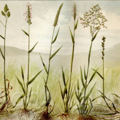 Taak    -   تاک قد کشیده