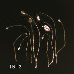 Ibis