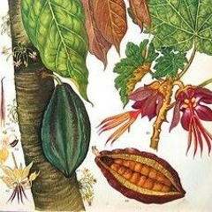 Frutos de cacao