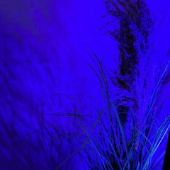 Beasley - THE WAKE (ft. Ryza)