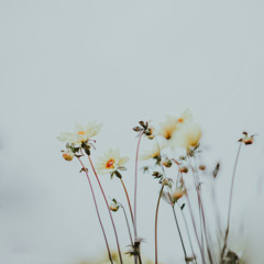 Flower 02