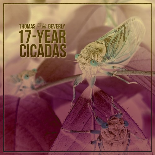 SD29 17-Year Cicadas - Pitch Shifted