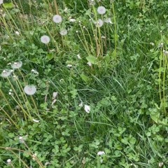 dandelion wishes