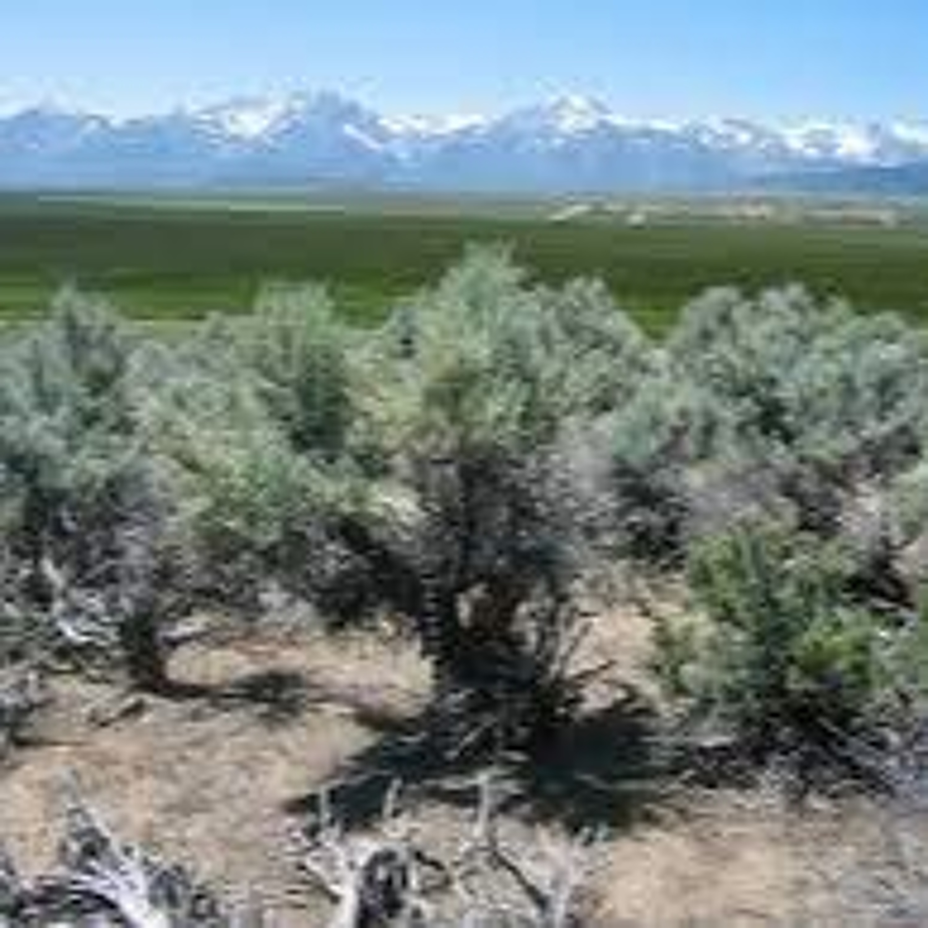 May 25 | GTNP to restore sagebrush habitat, Electeds mull SPET options episode artwork