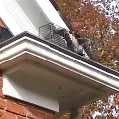 AAAC Wildlife Removal - Trapping Squirrels Tulsa