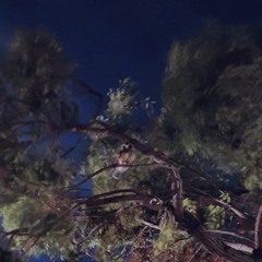 Dark Stillness