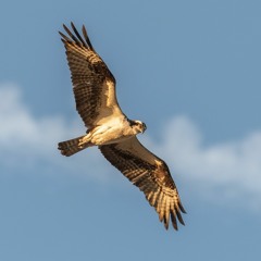 Satke / Ludwig "Eine Hirtin bin ich" aus "Fünf Töne"