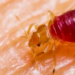 Bedbugs Exterminator Toronto