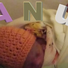 Anu