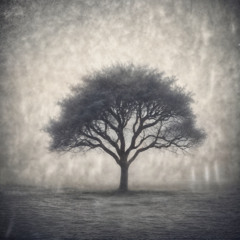 З туману знову ти