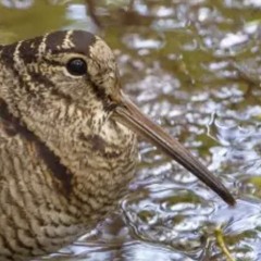 Woodcock roding