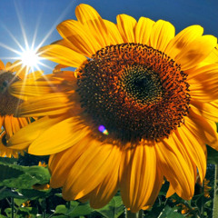 Sommer, Sonne, Rave Vol.8