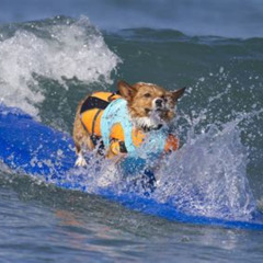 Best Things To Do In San Diego With A Dog Tours Review