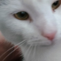 #котик (prod.cl6udly)
