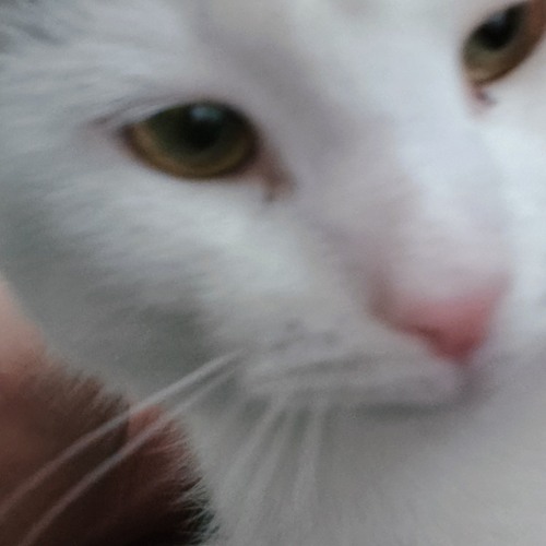#котик (prod.cl6udly)