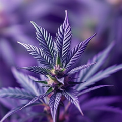 Smoke and Clouds (feat. Ami) (prod. Vintageman & popol)