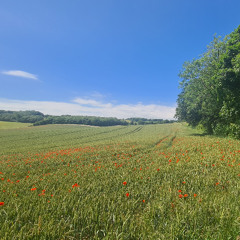 Anima Act 2 Chapter 2 A Trip in Faerie