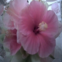 plump lips bundle ꨞ