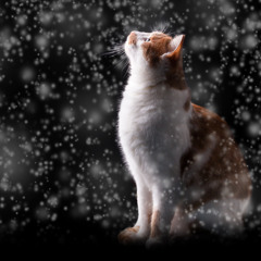 Snowy Night