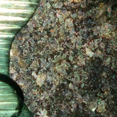 ⋅ ˚₊‧ ears333 ‧₊˚ ⋅