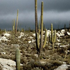 Ewok - Rain Desert 148 bpm. (MASTERED)