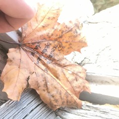 nie będzie Wam dane