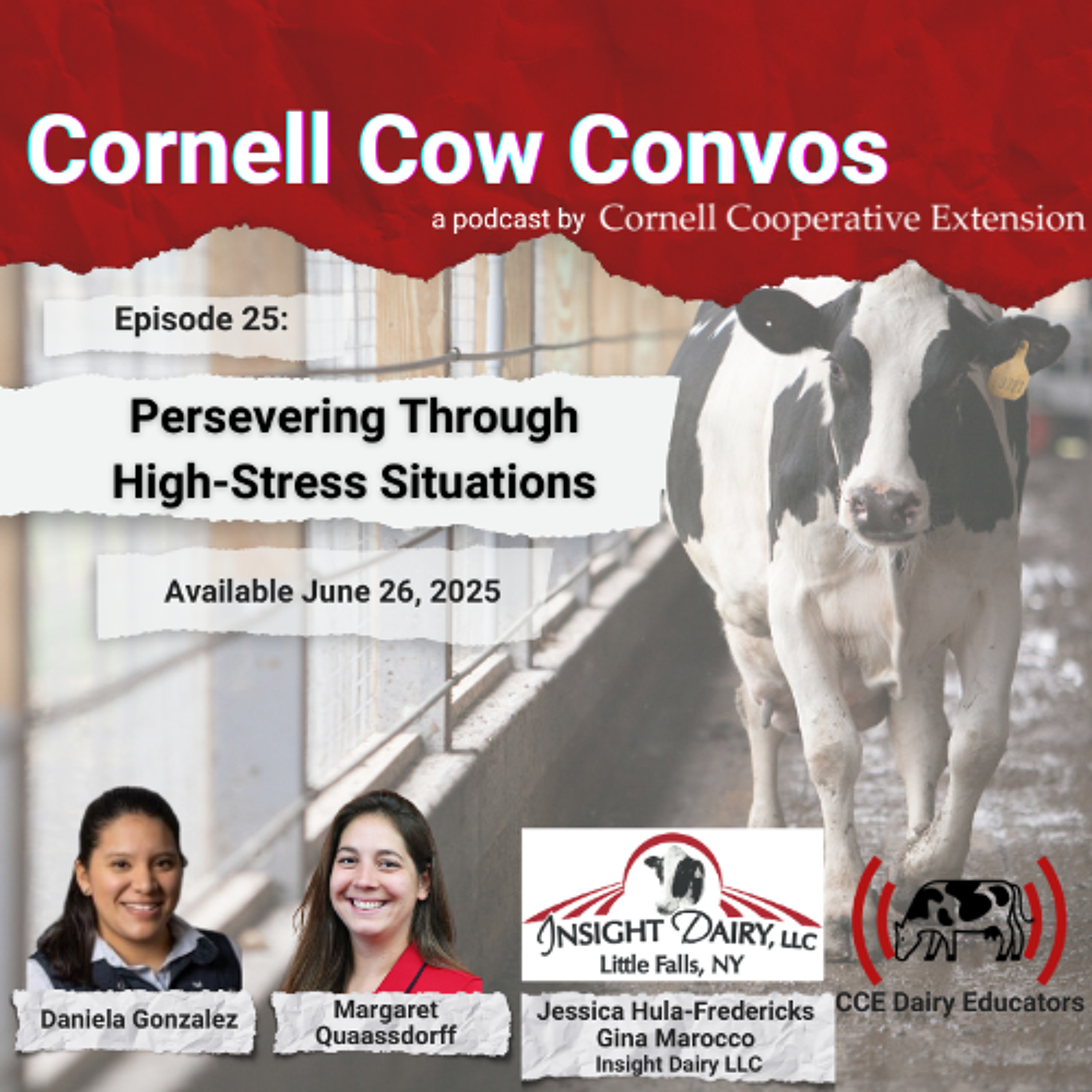 Cornell Cow Convos E25 Persevering Through High Stress Situations with Insight Dairy episode artwork