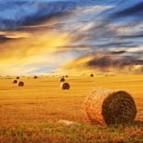 Fields Of Hay