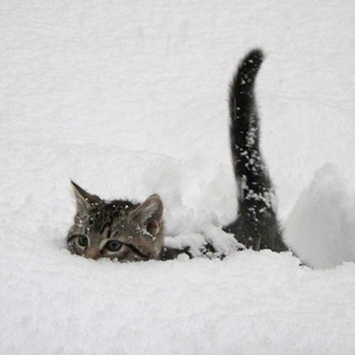 Снежный кот песня