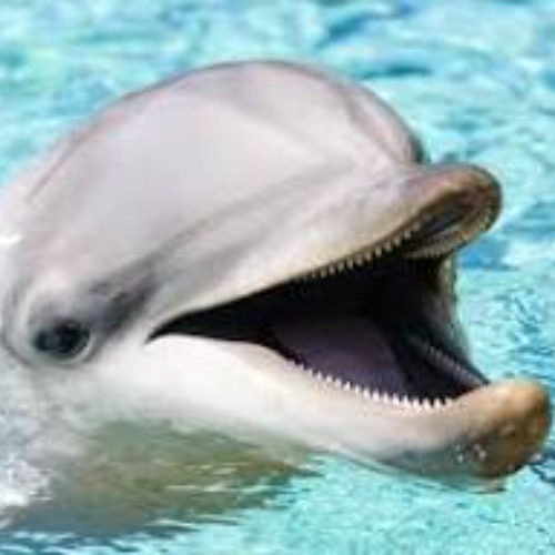 delphin sweg