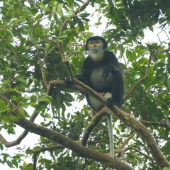 Morning chorus in forests of south Vietnam, with Buff-cheeked Gibbon song