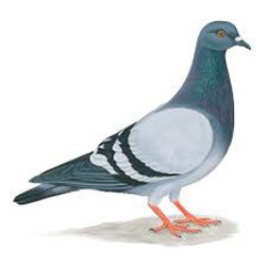 PIGEONS