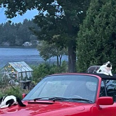 Juliisotopen (Stilla ett regn )