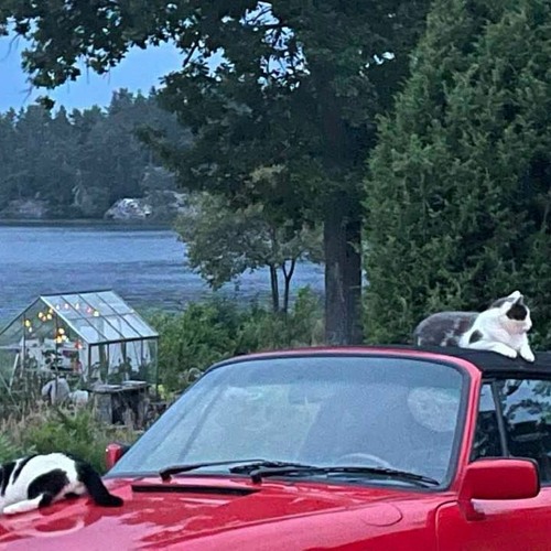 Juliisotopen (Stilla ett regn )