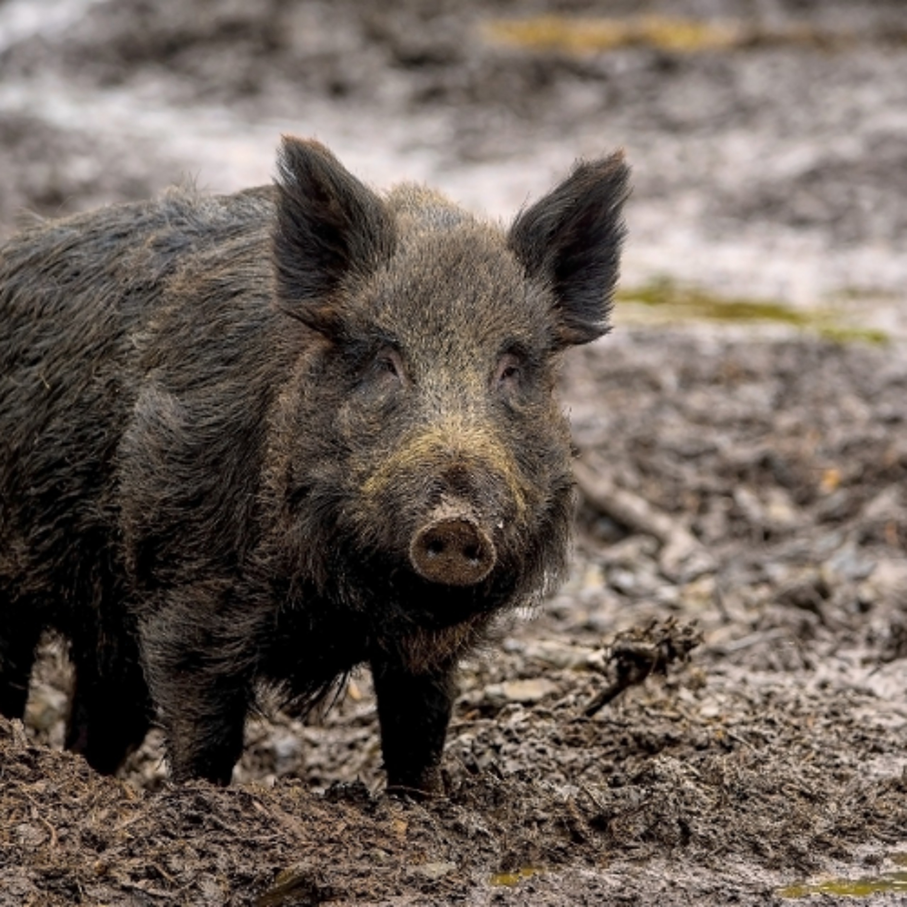 Alberta's Squeal on Pigs Program Highly Successful episode artwork