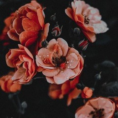 Dafs - So Much (Missu2b)