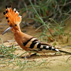 Türkiye'nin İbibik Kuşu